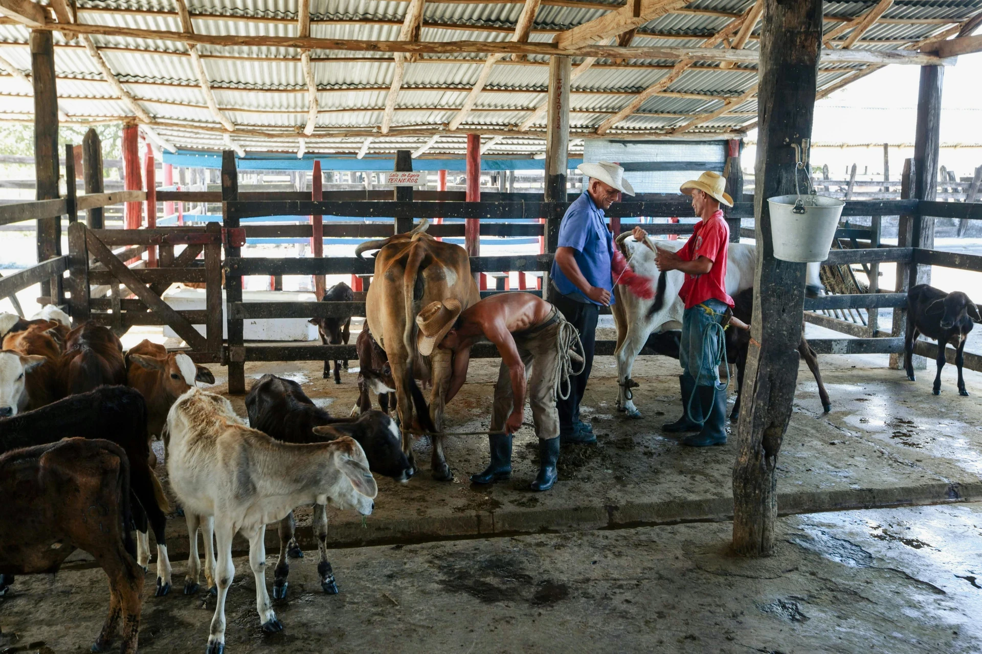 Kurban Kambing Sendiri atau Sapi Patungan, Mana yang Lebih Utama?