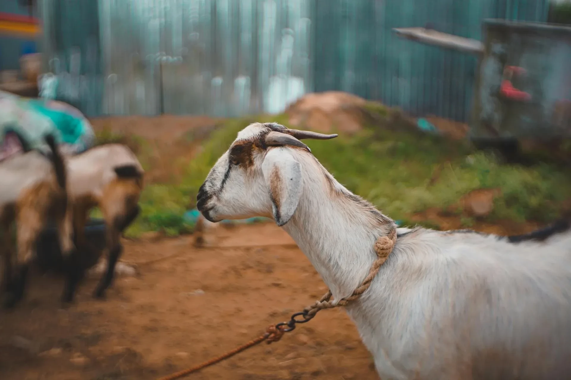 Syarat Qurban Bagi Umat Islam, Apakah Kamu Sudah Memenuhinya?